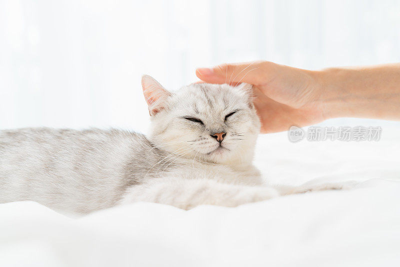 小苏格兰折耳猫躺在家里用女人的手摸着头放松的白色床上。