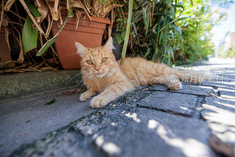 一只成熟的姜黄色猫在路边的树荫下休息。