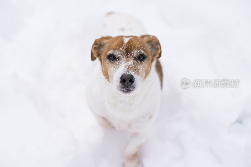 小狗坐在雪地里