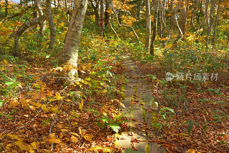 秋景，日本青森八谷田山(10月-2022年)