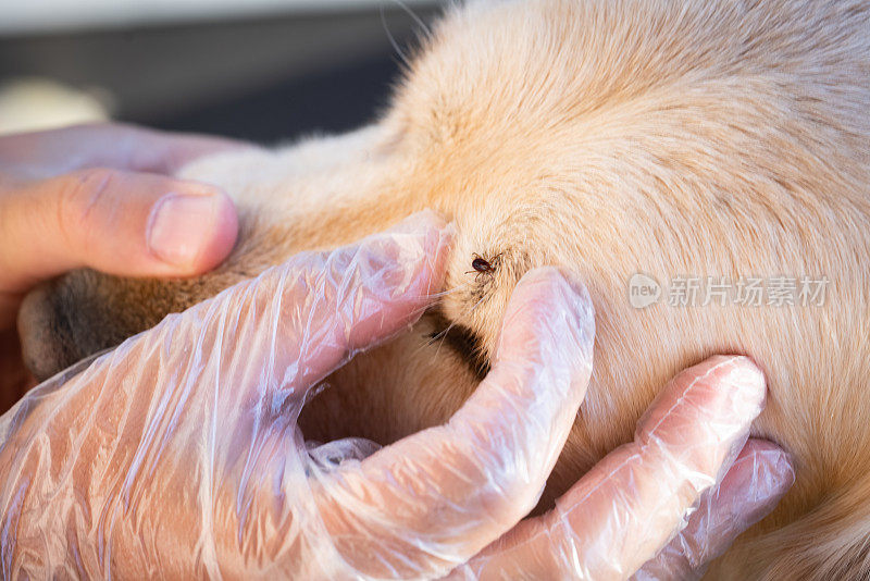 兽医清除金毛猎犬身上的蜱虫