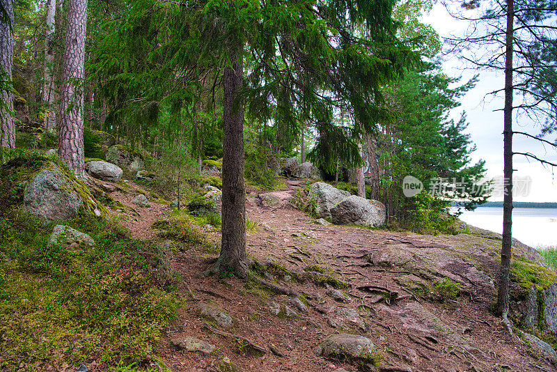俄罗斯维堡monrepos公园松林里的石头