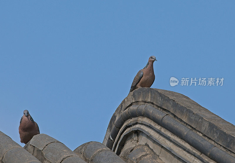 希尔鸽子