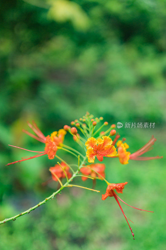 丛林中的热带花朵