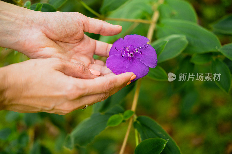 手摸着一朵紫色的花，拉近。