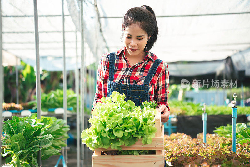 美丽的亚洲女农场主在温室里拿着收获水培蔬菜的木桶。热带国家水力农场生产的健康食品有机蔬菜。