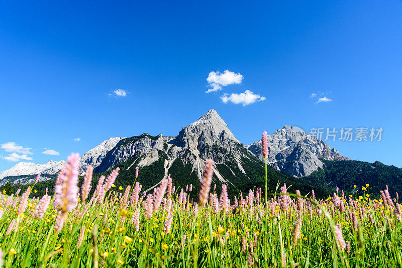 阿尔卑斯山脉前盛开的春草地