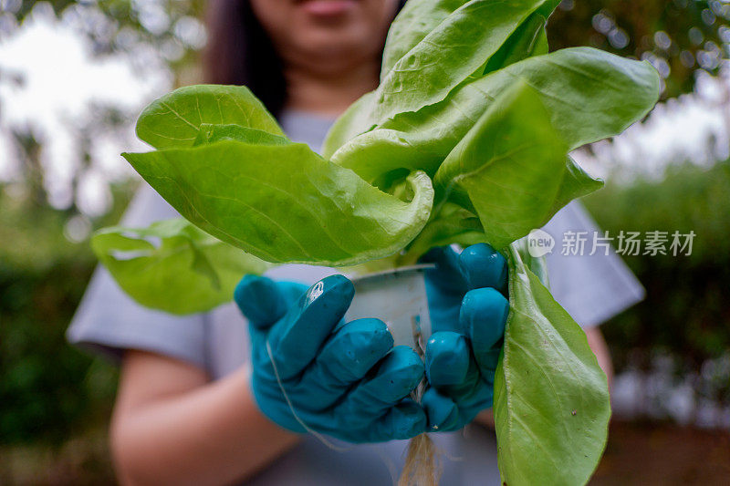 手持绿叶植物的女园丁。