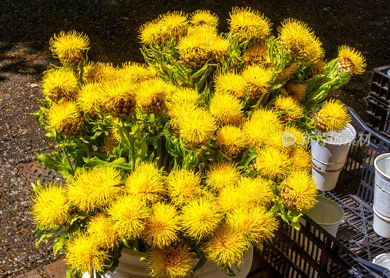 黄色半人马-巨大的knapweed花