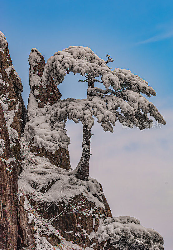 黄山松、黄山松、黄山松、黄山松、黄山松、黄山冬雪。中国安徽。松科。