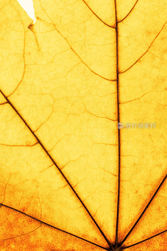 秋天的红黄枫叶微距照片，以自然纹理为自然背景。秋天的色彩渐变的背景与树叶纹理紧密的脉络，秋天的树叶，自然之美。