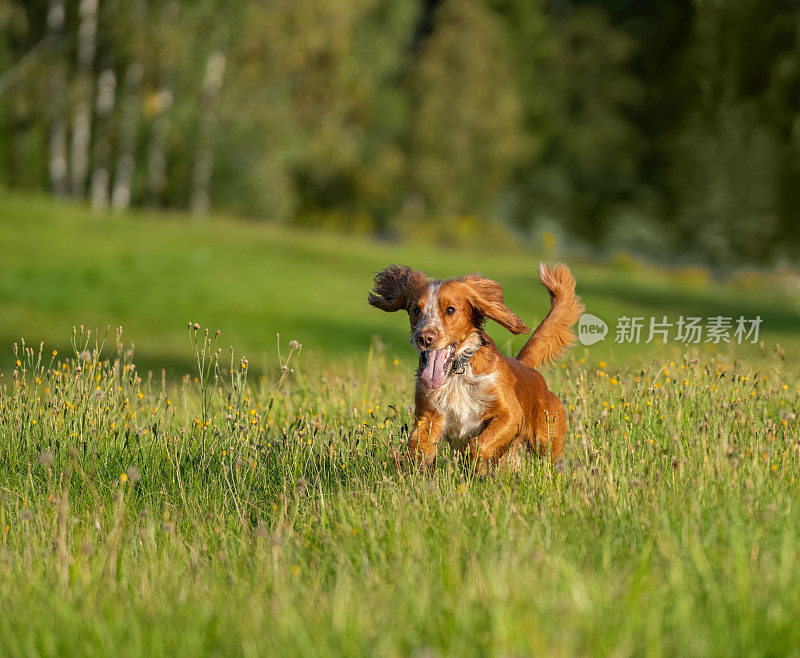 工作的可卡犬在草地上奔跑，挪威奥斯陆