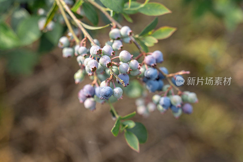 蓝莓树上未成熟的蓝莓