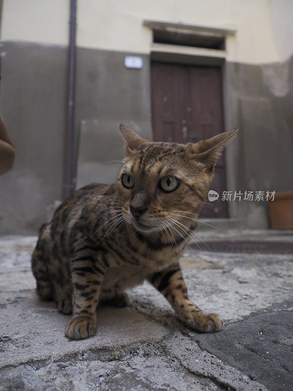 流浪猫在街上