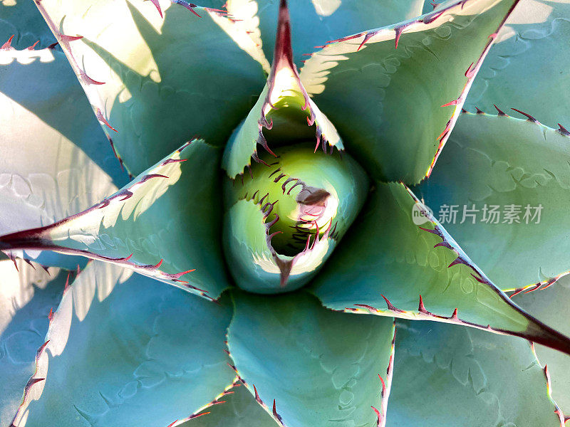 蓝色龙舌兰(美洲芦荟);俯视图特写