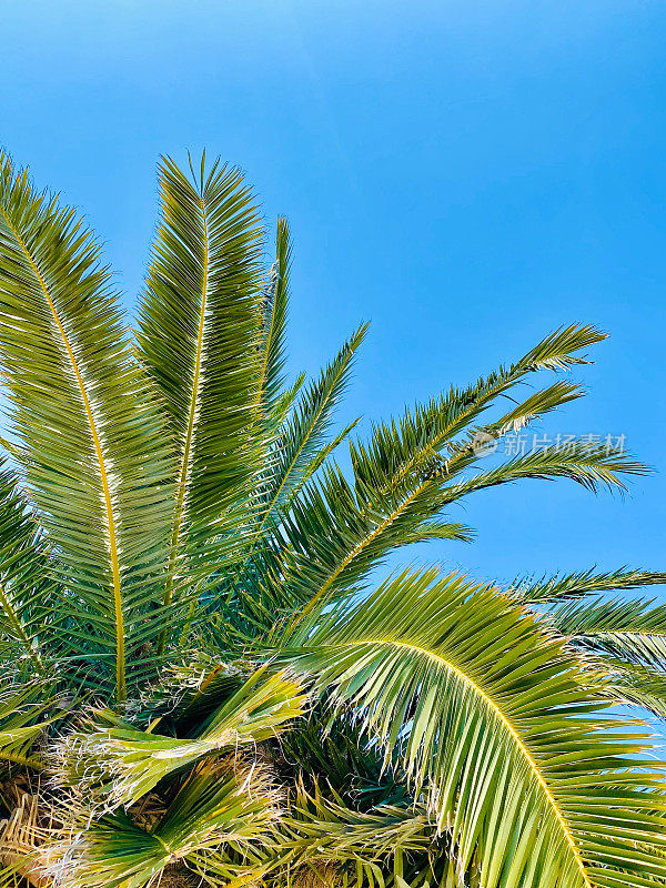 蓝天背景上的椰子树。蓝天背景上的绿棕榈叶。