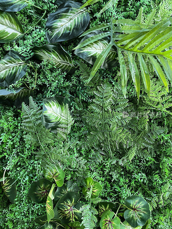 挂塑料，人造室内植物，热带植物，假蕨类植物，毛线蕨，苔藓，家居装饰背景概念的全帧图像墙的特点