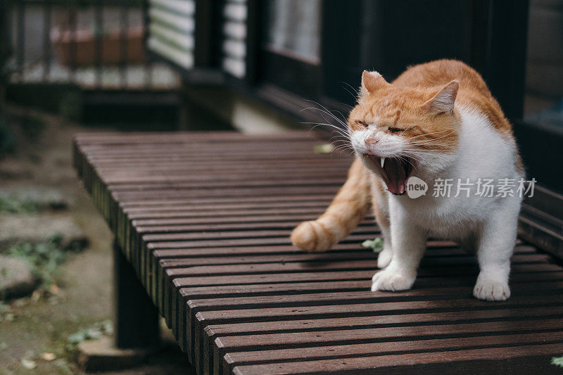 一只猫在日本房子的门廊上打呵欠