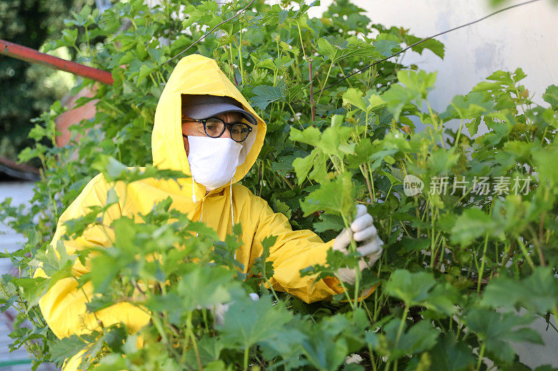 一位资深农民用化学药品保护后院的植物