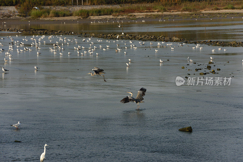 湿地苍鹭在夕阳下觅食