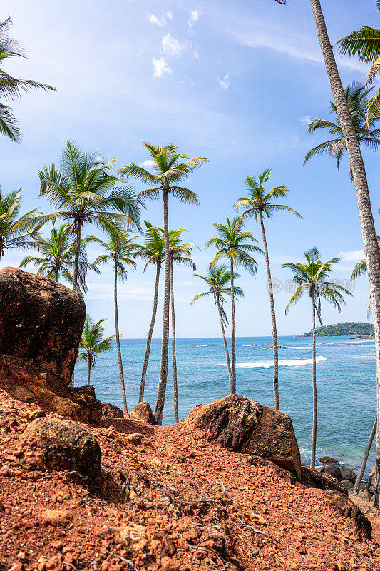 著名的椰子树山在米丽莎，斯里兰卡海滩旁边的印度洋