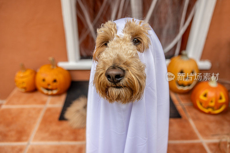 幽灵般的Goldendoodle