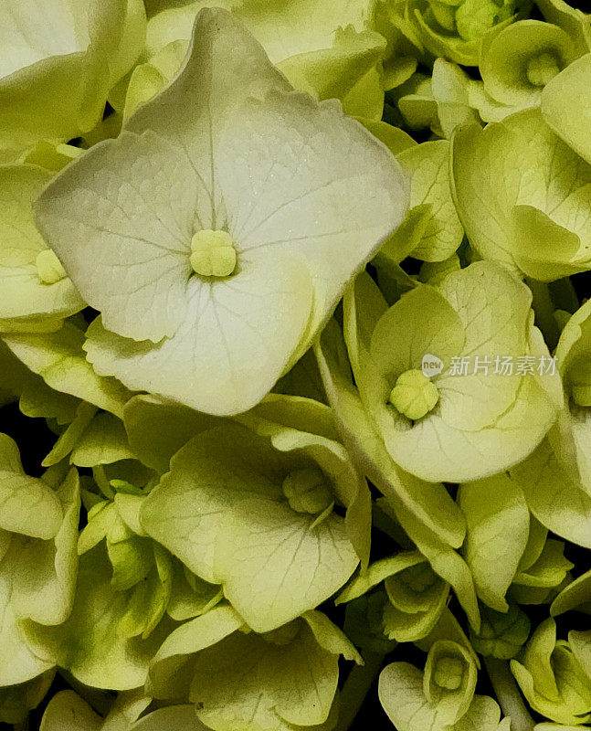 特写花-黄绿色的小花，组成一朵花-超级特写-黄绿色的背景