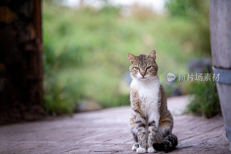 一只猫坐在门廊上