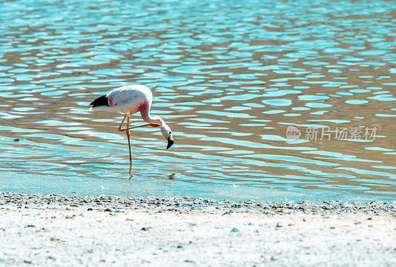 智利阿塔卡马沙漠盐湖中的火烈鸟