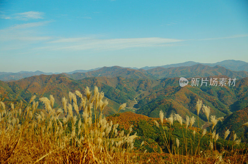 秋天的枫树和芦苇(韩国岷山)