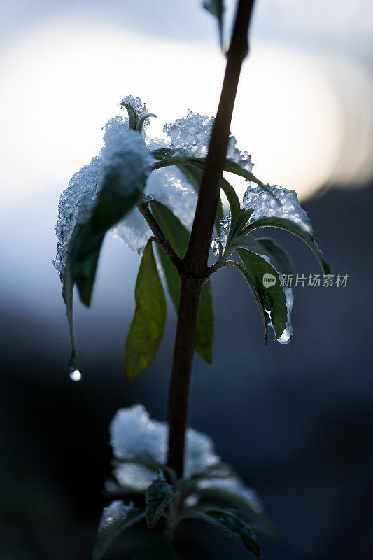 从融化的冰中落下的水滴的特写镜头