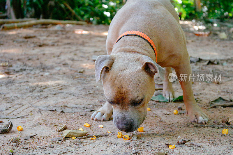 愤怒的斗牛犬