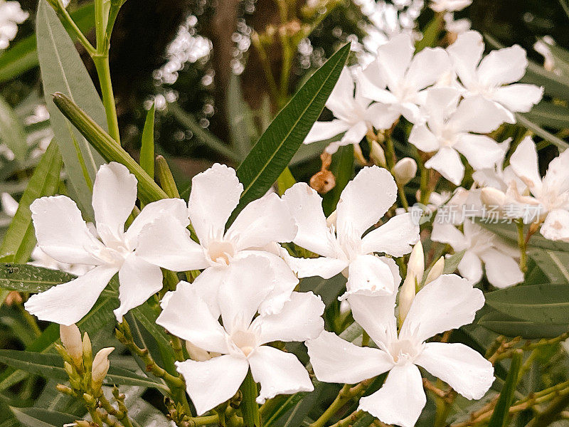 夏季白花夹竹桃灌木