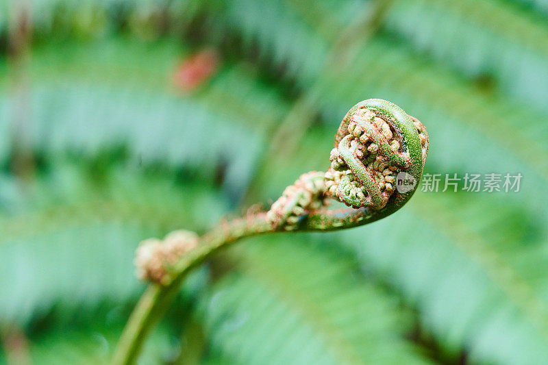 热带蕨类植物