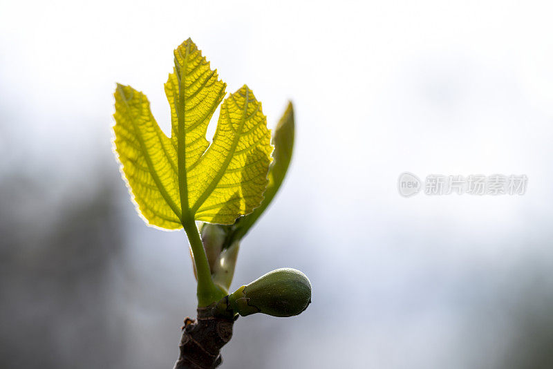 春天无花果树的嫩芽和小叶子