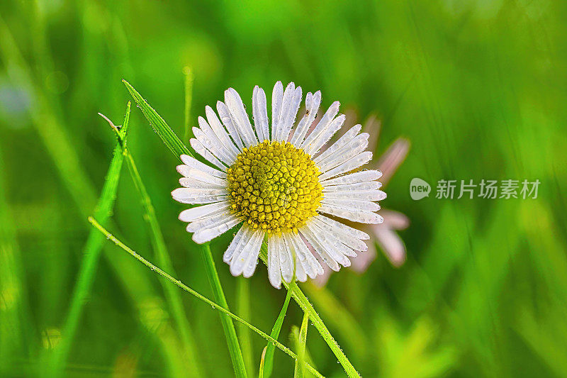 普通雏菊的抽象特写