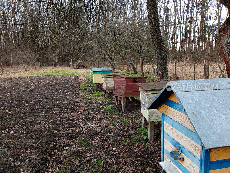 春天花园里一排大丹制的木制蜂箱。关于养蜂和采蜜的话题。在果树丛中一个美丽的花园中的蜂蜜蜂房。