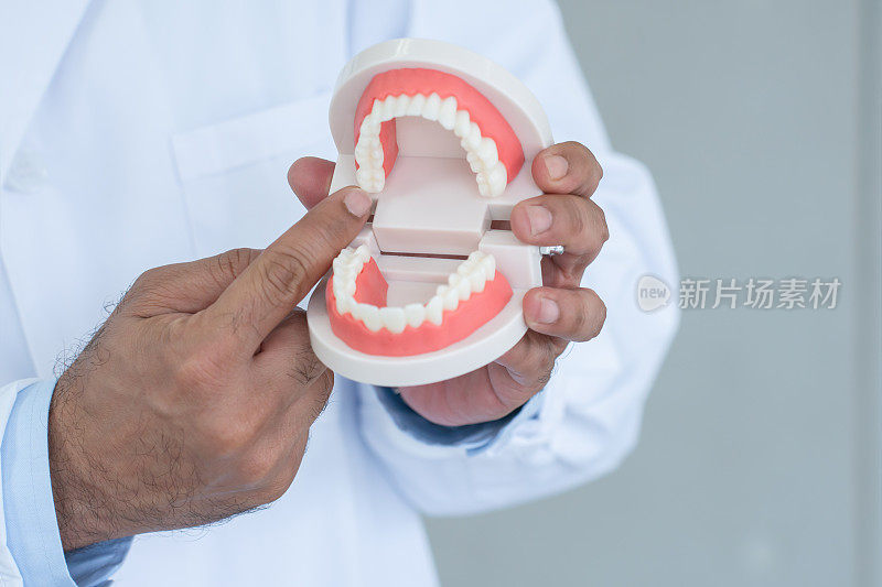 牙医的手拿着一个下巴模型。医生用手指指着臼齿、牙齿和牙龈。口腔和牙齿健康。教育。本空间