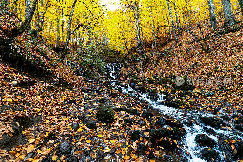 流过石头的水流。秋天的森林里有水流。