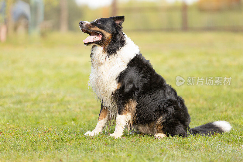 一只澳大利亚牧羊犬坐在绿草地上