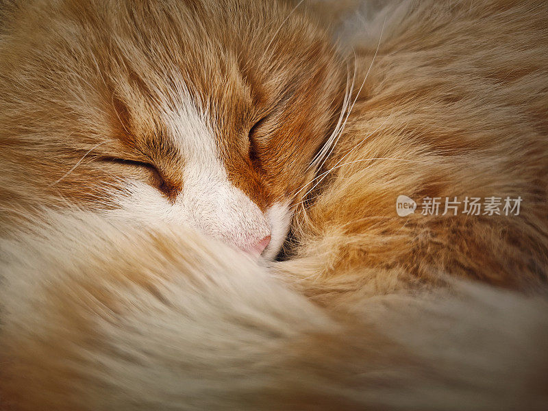 特写可爱而困倦的橙色小猫闭着眼睛躺着。姜黄色的猫站在舒适的户外睡着了