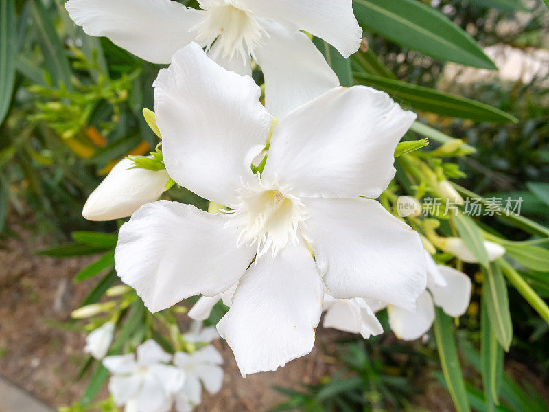 花的细节:探索白夹竹桃的美在宏观。