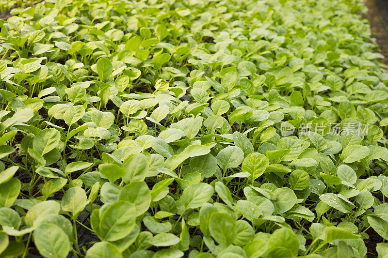 温室里的泰国绿叶和草本植物