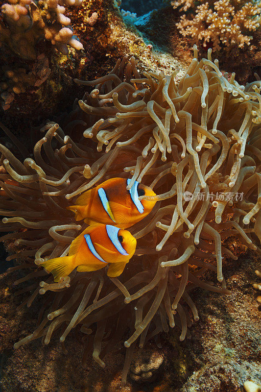 海洋生物。珊瑚礁水下场景与海葵和两个海葵鱼鱼小丑鱼。水肺潜水员的观点。