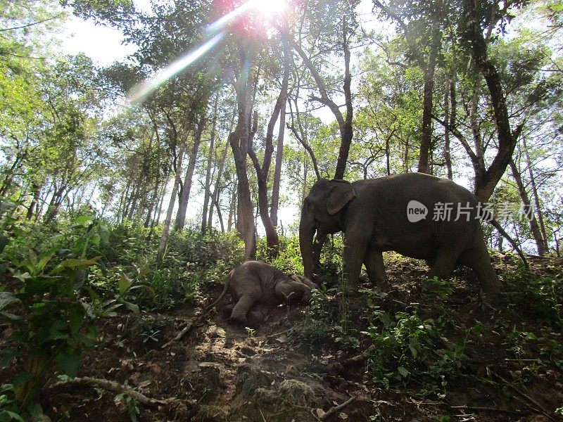 丛林中的大象