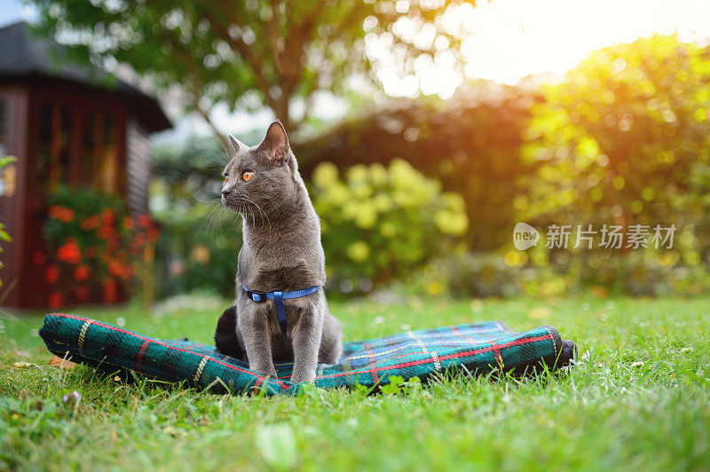 夏特鲁猫在夏天的花园里