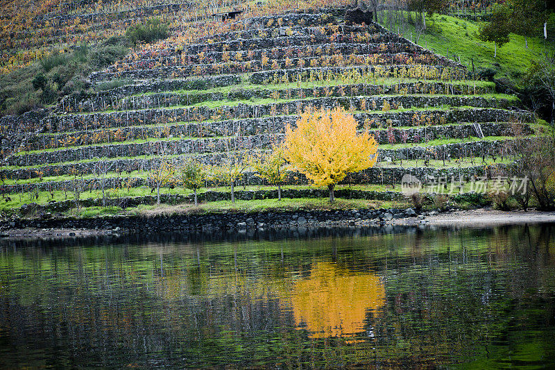 弥河畔的葡萄园?o银行在Ribeira Sacra。