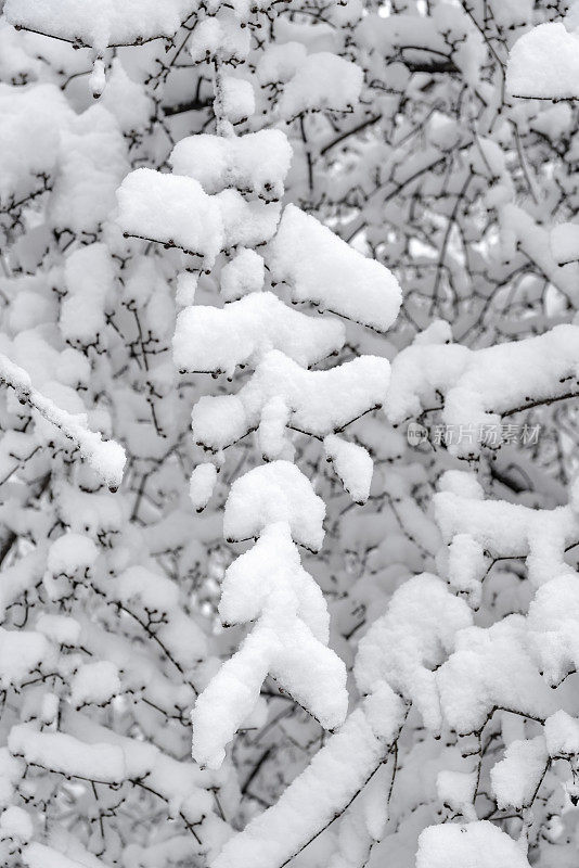 冬天的森林里下雪了