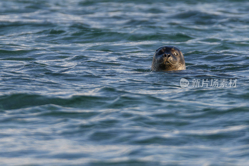 一只灰色海豹在水中直视摄像机