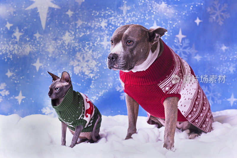 假日肖像的斗牛犬和斯芬克斯猫在圣诞节毛衣与蓝色雪花背景